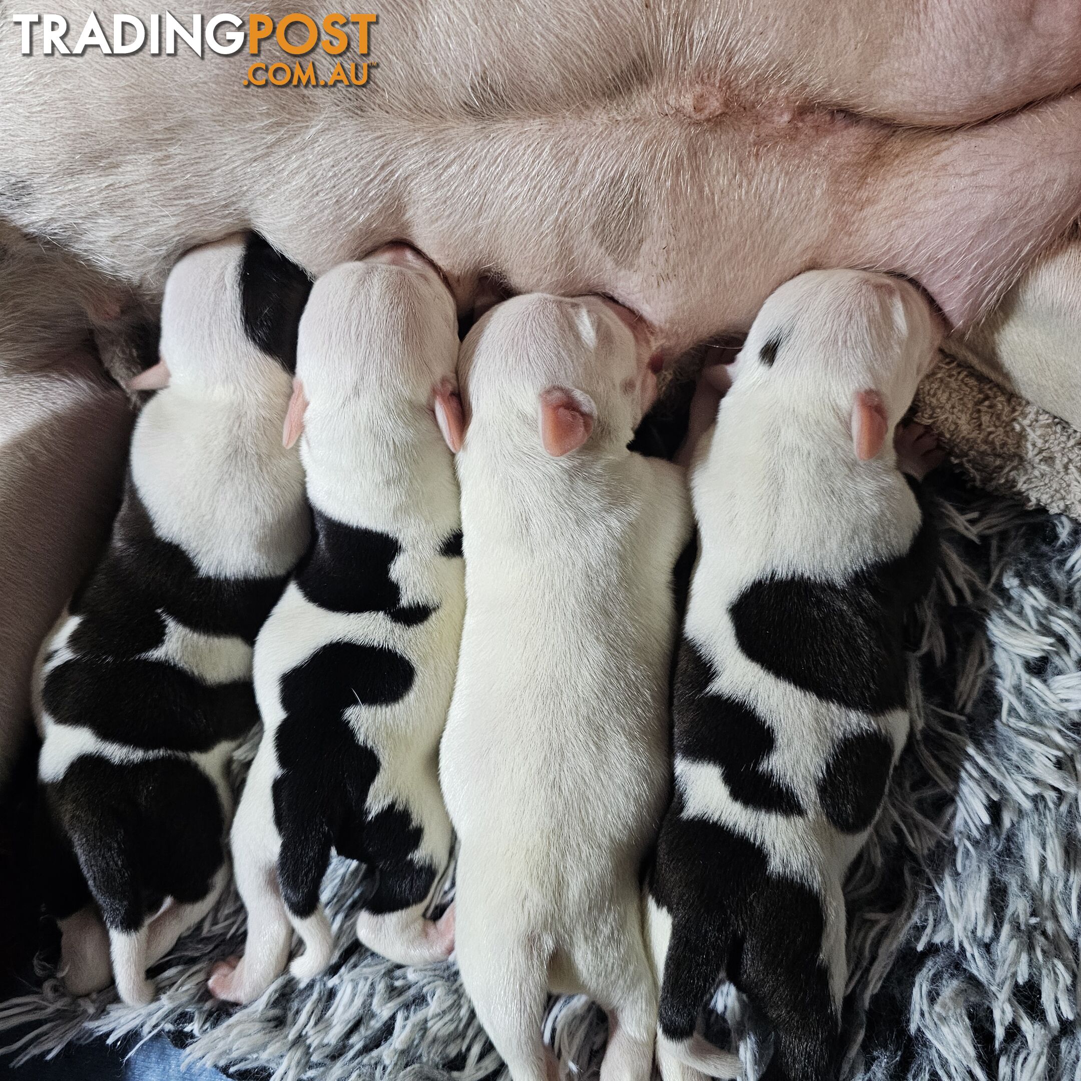 White and Black Staffordshire Bull Terrier Male Puppies