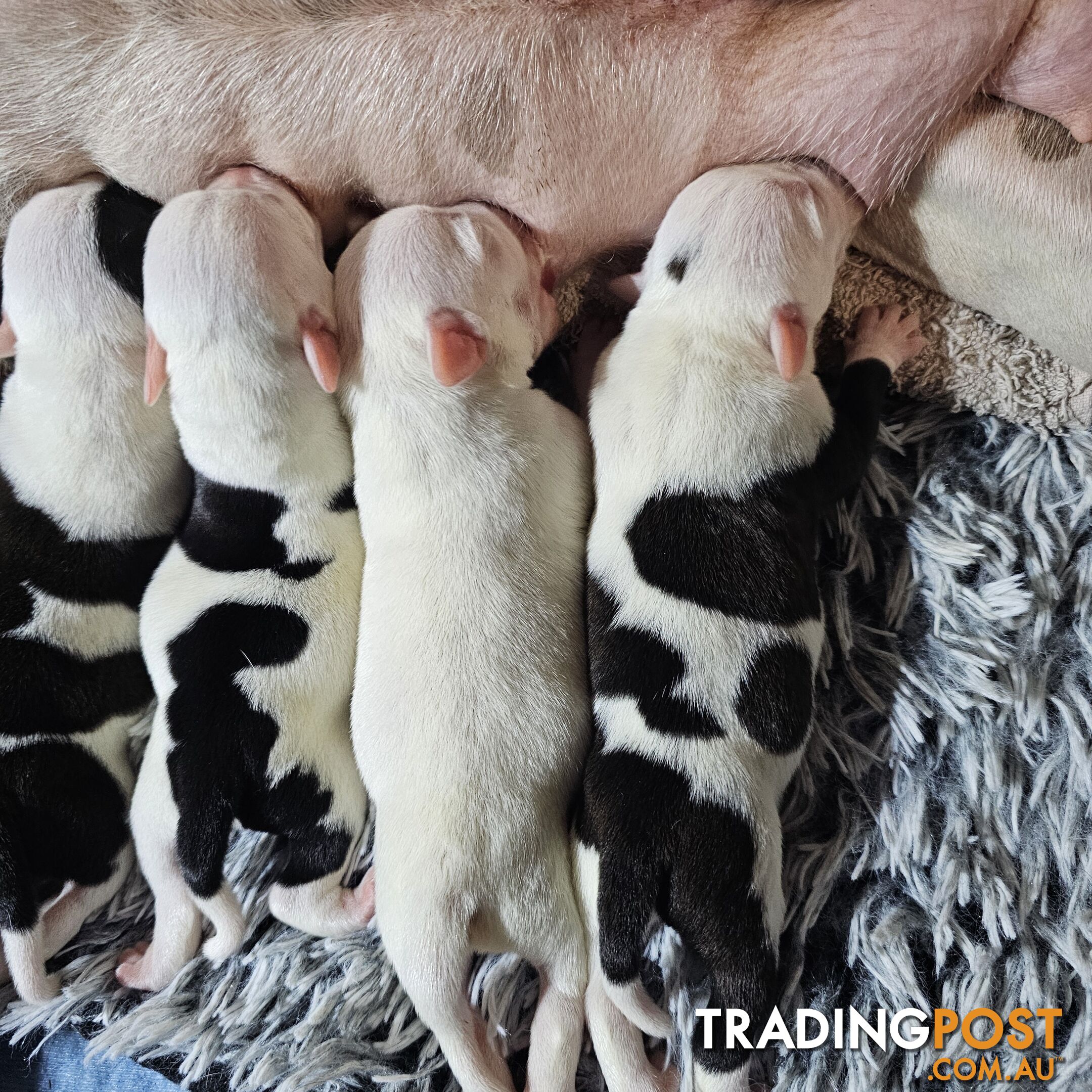 White and Black Staffordshire Bull Terrier Male Puppies