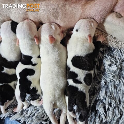 White and Black Staffordshire Bull Terrier Male Puppies