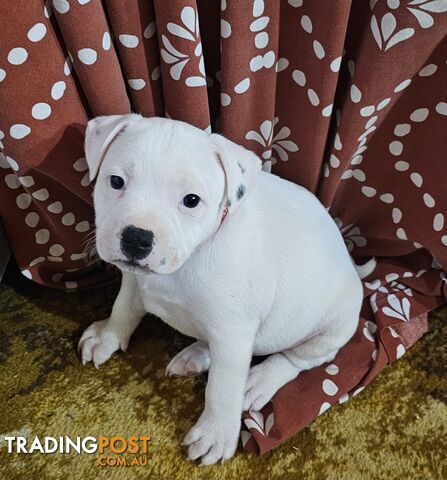 White Staffordshire Bull Terrier Male Puppies