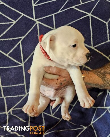 White Staffordshire Bull Terrier Male Puppies