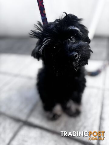 Puppy for sale - Lowchen (Little Lion Dog) purebred, male, 14 weeks