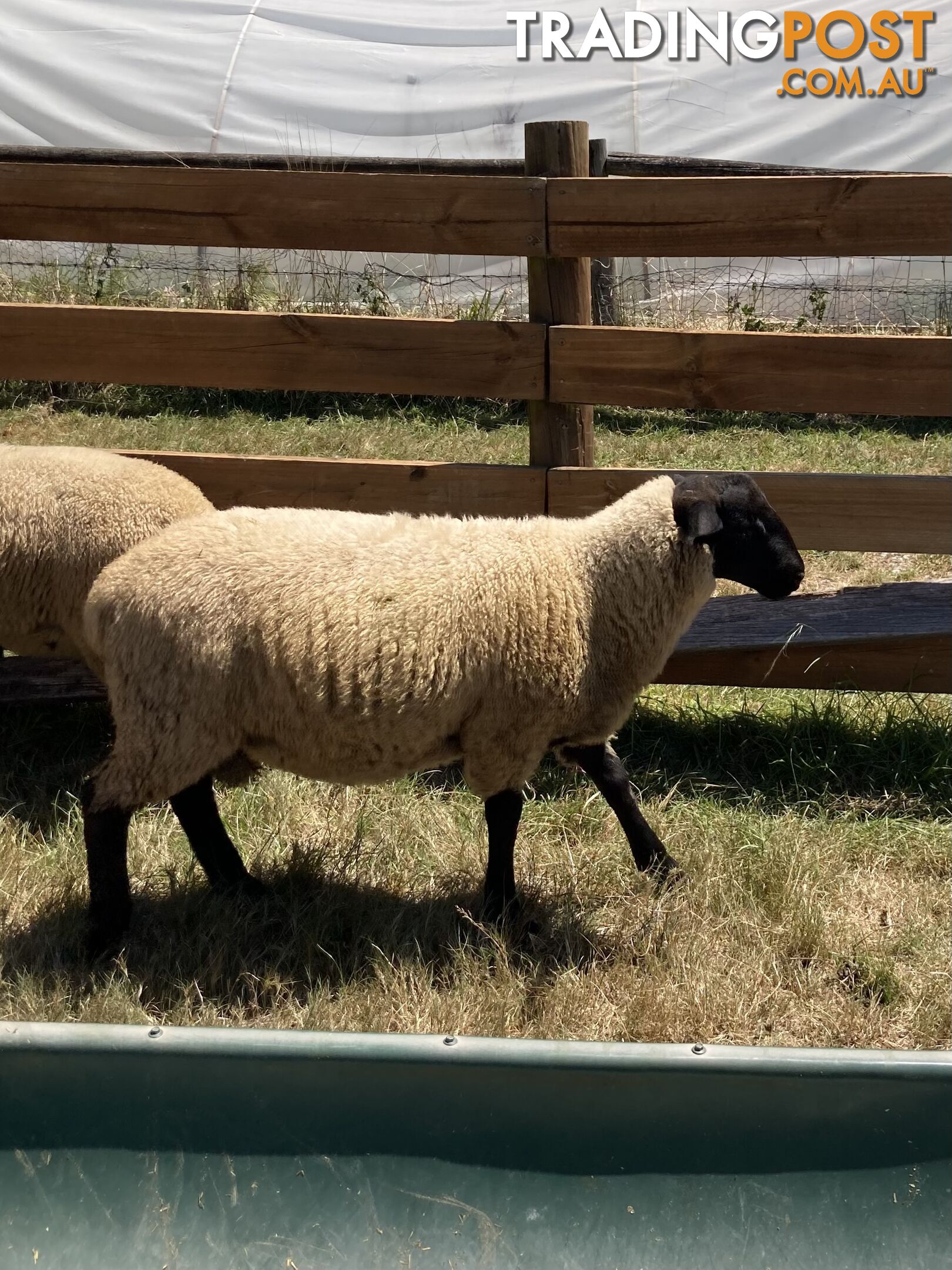 Young Suffolk Rams for sale