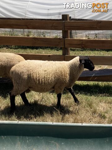 Young Suffolk Rams for sale