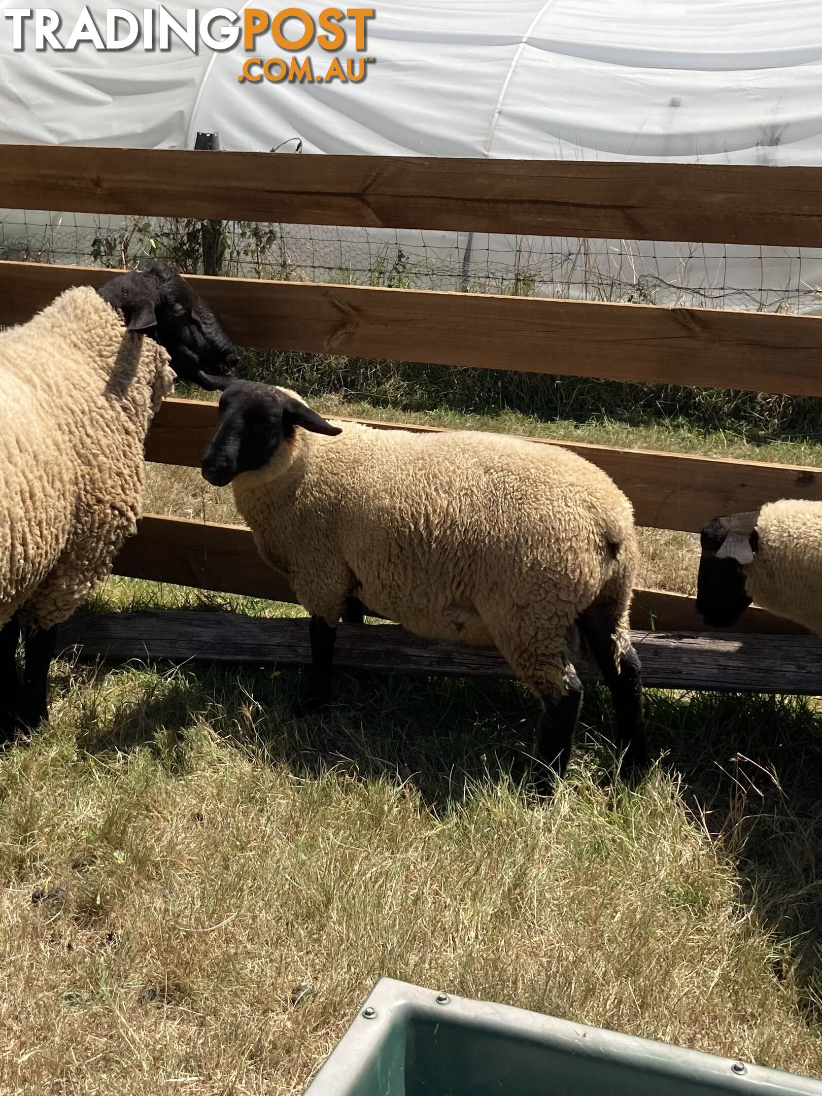 Young Suffolk Rams for sale