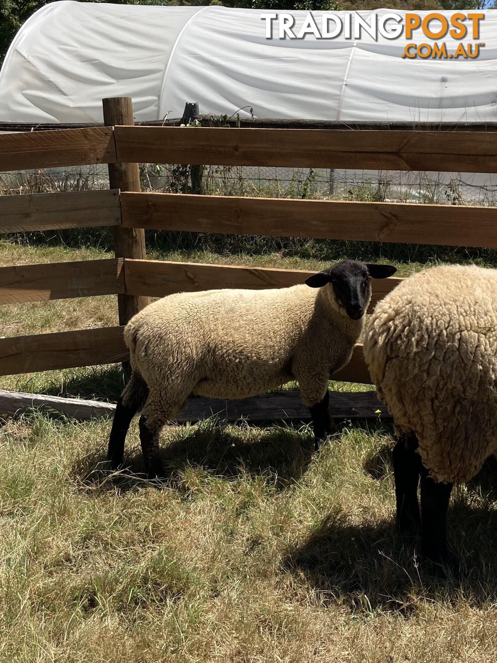 Young Suffolk Rams for sale