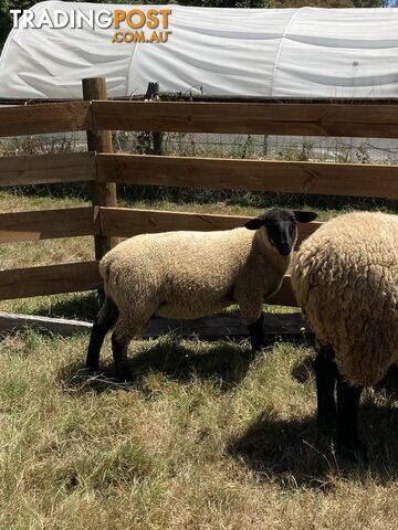 Young Suffolk Rams for sale