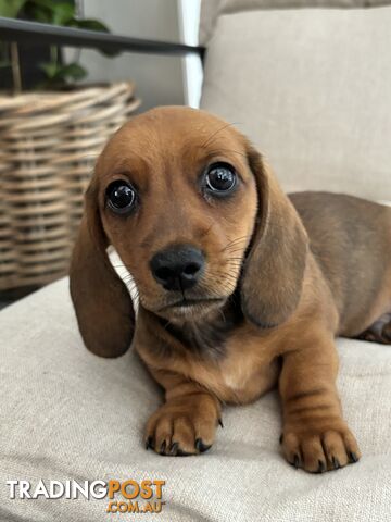 Minni Dachshund