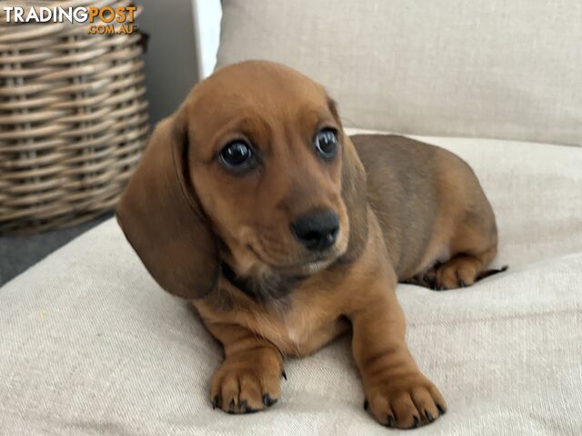 Minni Dachshund