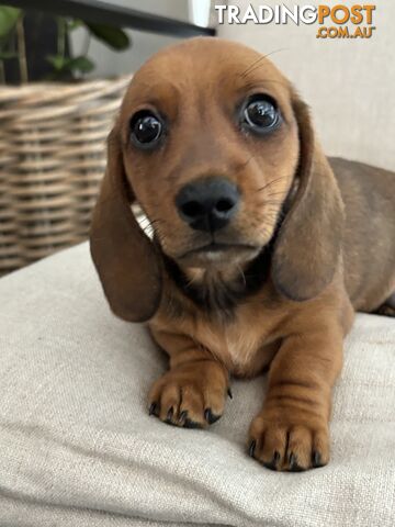 Minni Dachshund