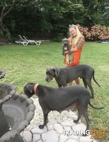 PUREBRED PEDIGREE BLUE GREAT DANE PUPPIES FOR SALE