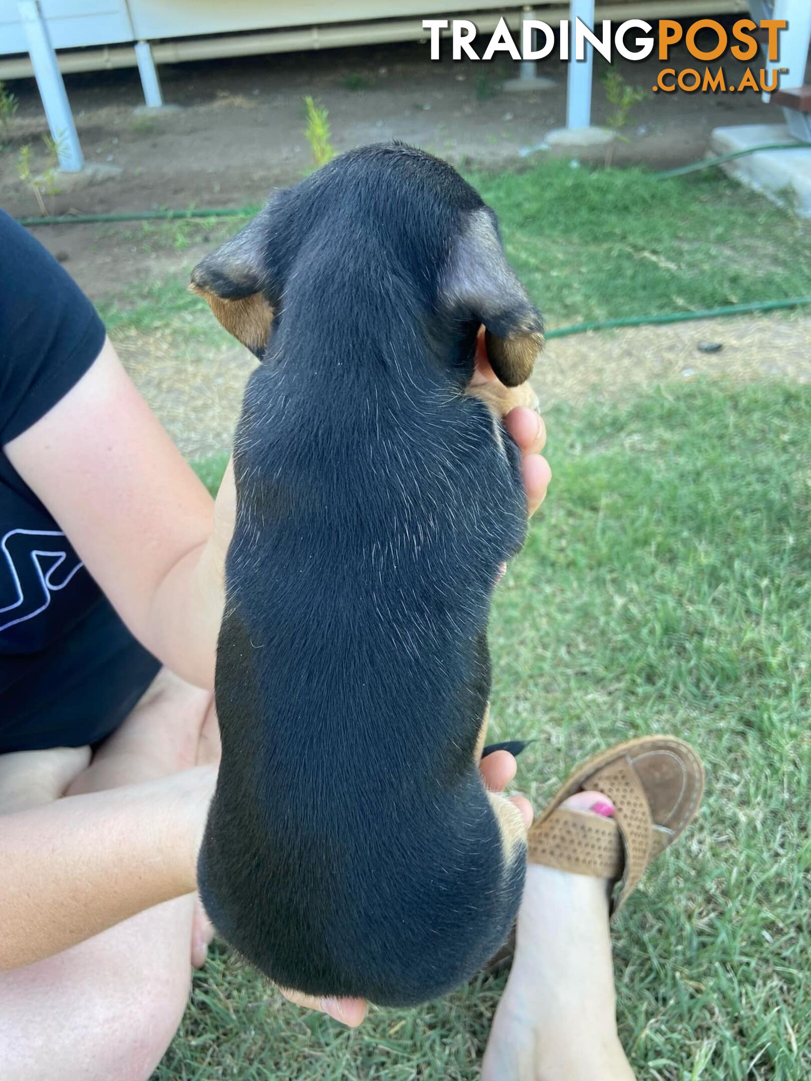 Purebred miniature dachshund puppies