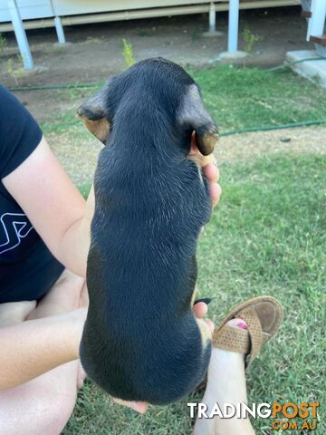 Purebred miniature dachshund puppies