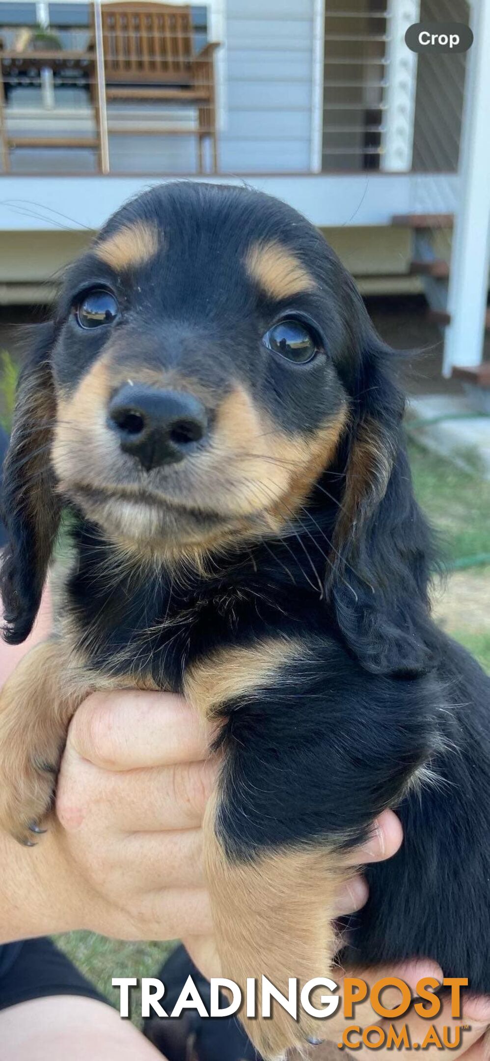 Purebred miniature dachshund puppies