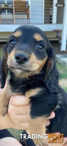 Purebred miniature dachshund