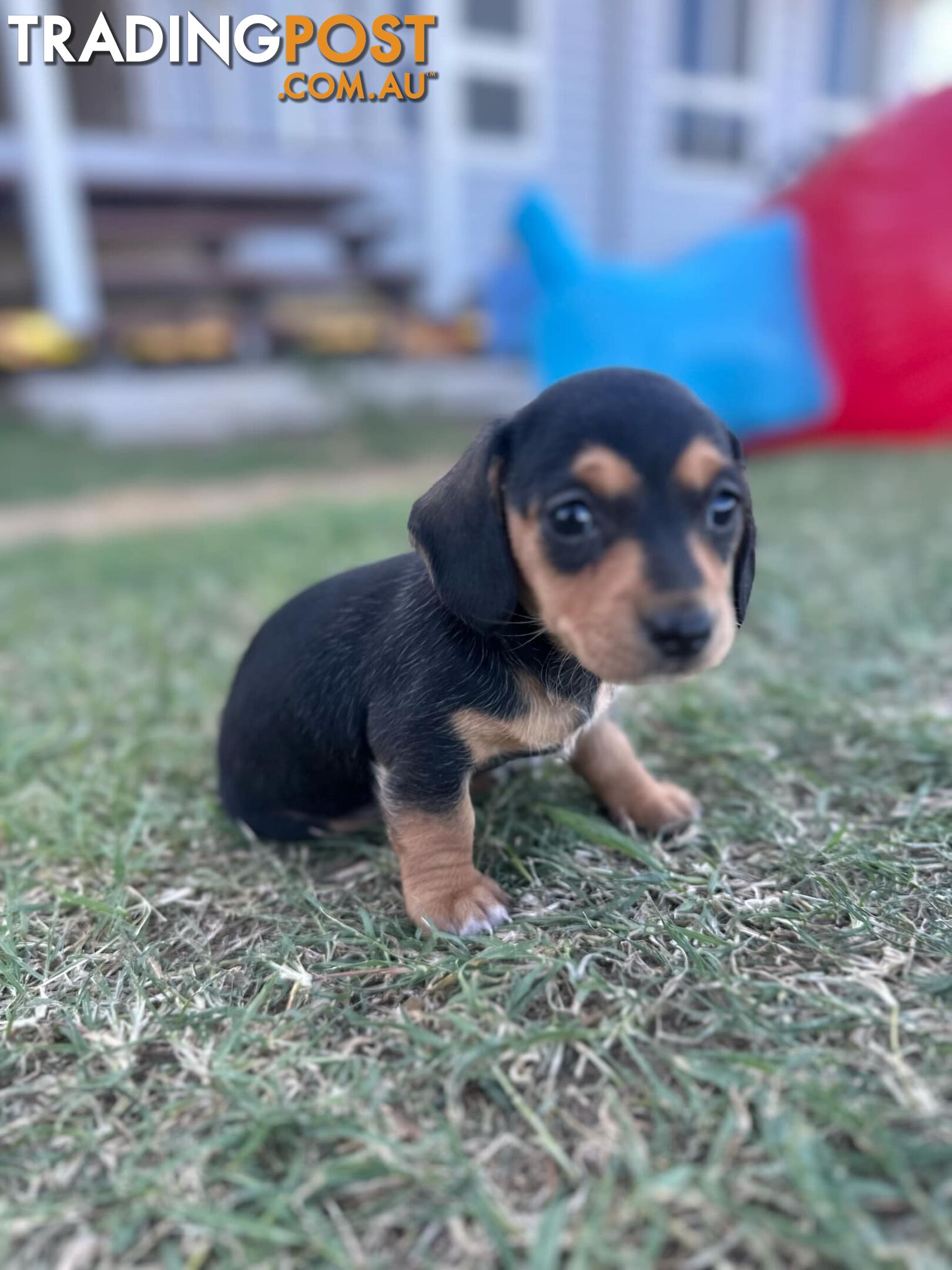 Purebred miniature dachshund puppies