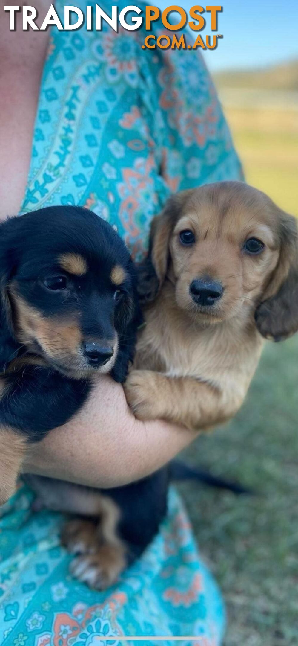 Purebred miniature dachshund puppies