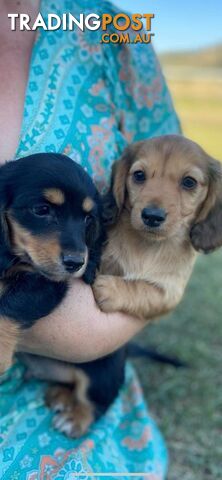 Purebred miniature dachshund puppies