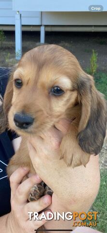 Purebred miniature dachshund puppies