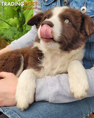 Border Collie Pups