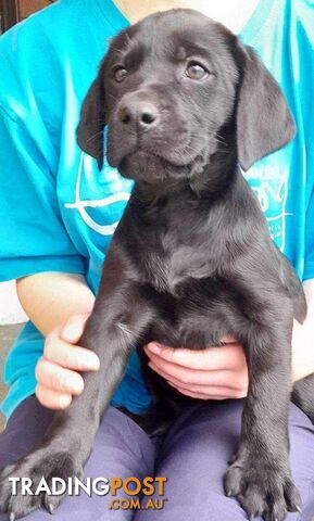 Labrador puppies (Pure)