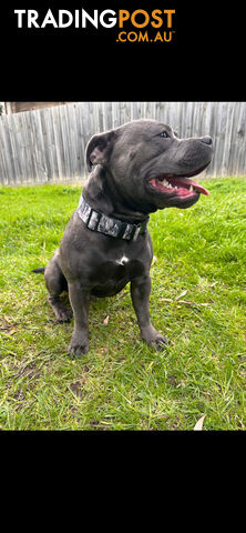 ENGLISH STAFFORDSHIRE BULL TERRIER PURE BREED DNA CLEAR  -   STUD DOG SERVICE.