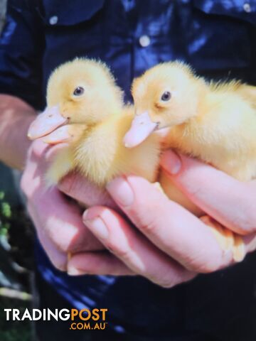 Baby pekin ducks