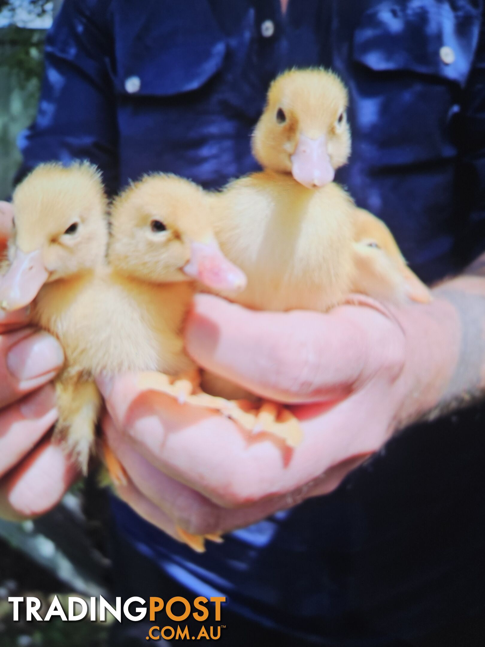 Baby pekin ducks