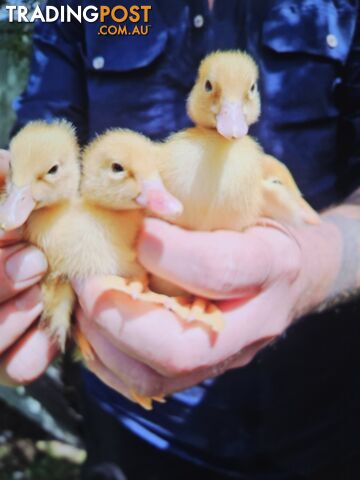 Baby pekin ducks