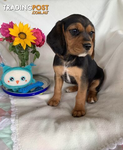 Beaglier Puppy