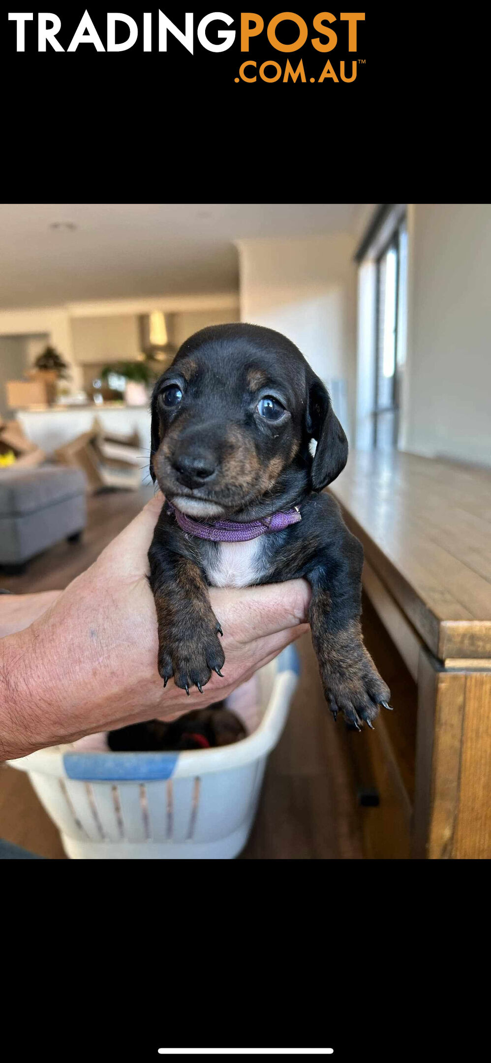 purebred mini dachshund puppies