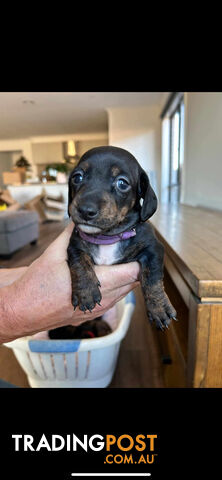 purebred mini dachshund puppies