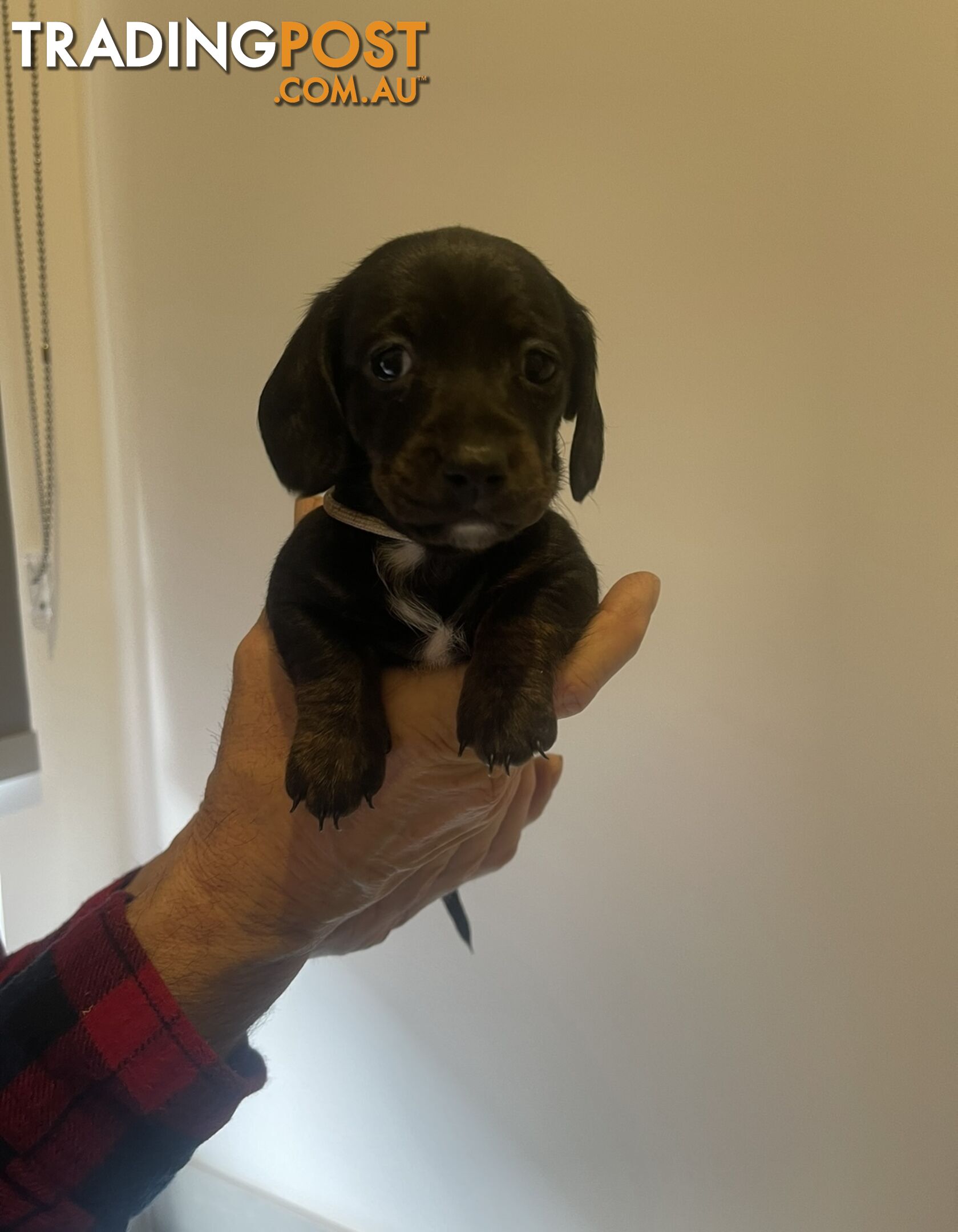 purebred mini dachshund puppies