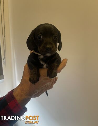 purebred mini dachshund puppies