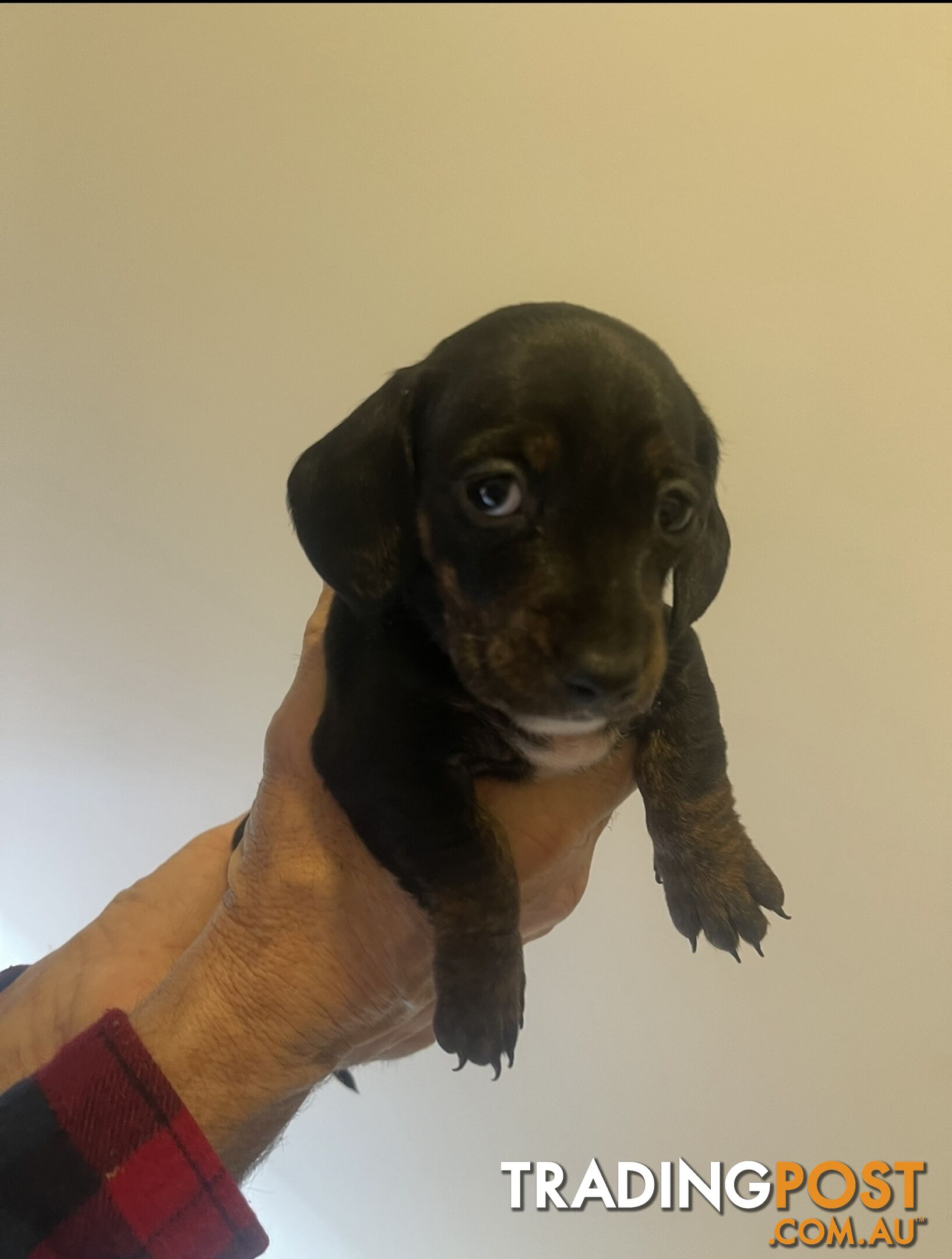 purebred mini dachshund puppies