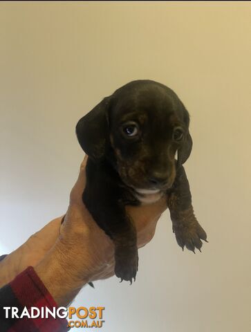 purebred mini dachshund puppies