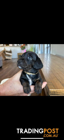 purebred mini dachshund puppies