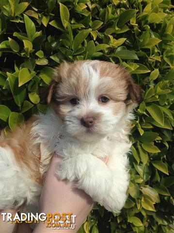 Cavoodle x Maltese x Shih Tzu