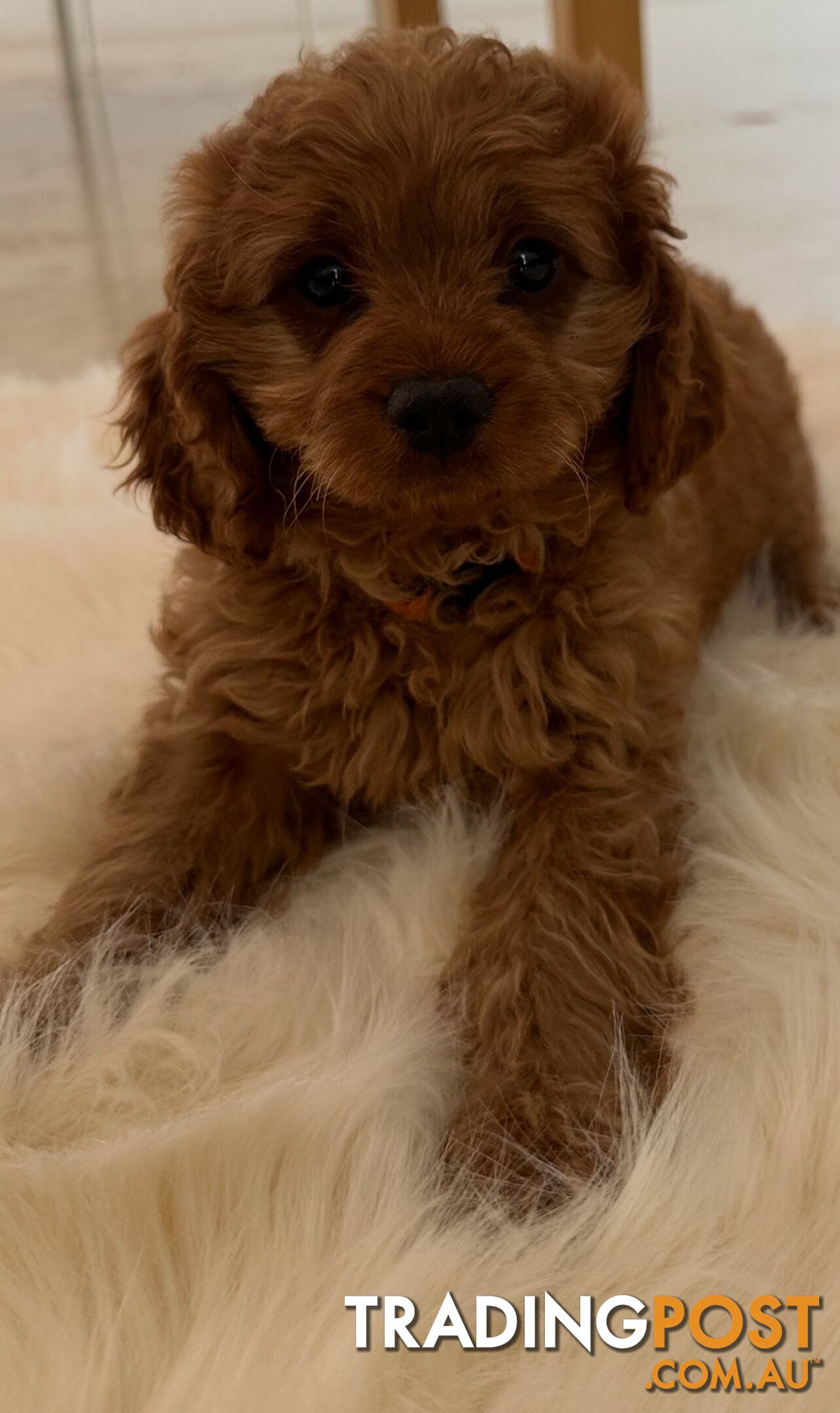 Cavoodle