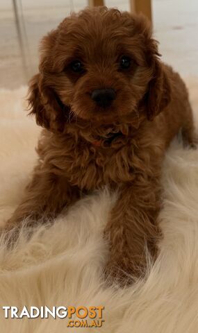 Cavoodle