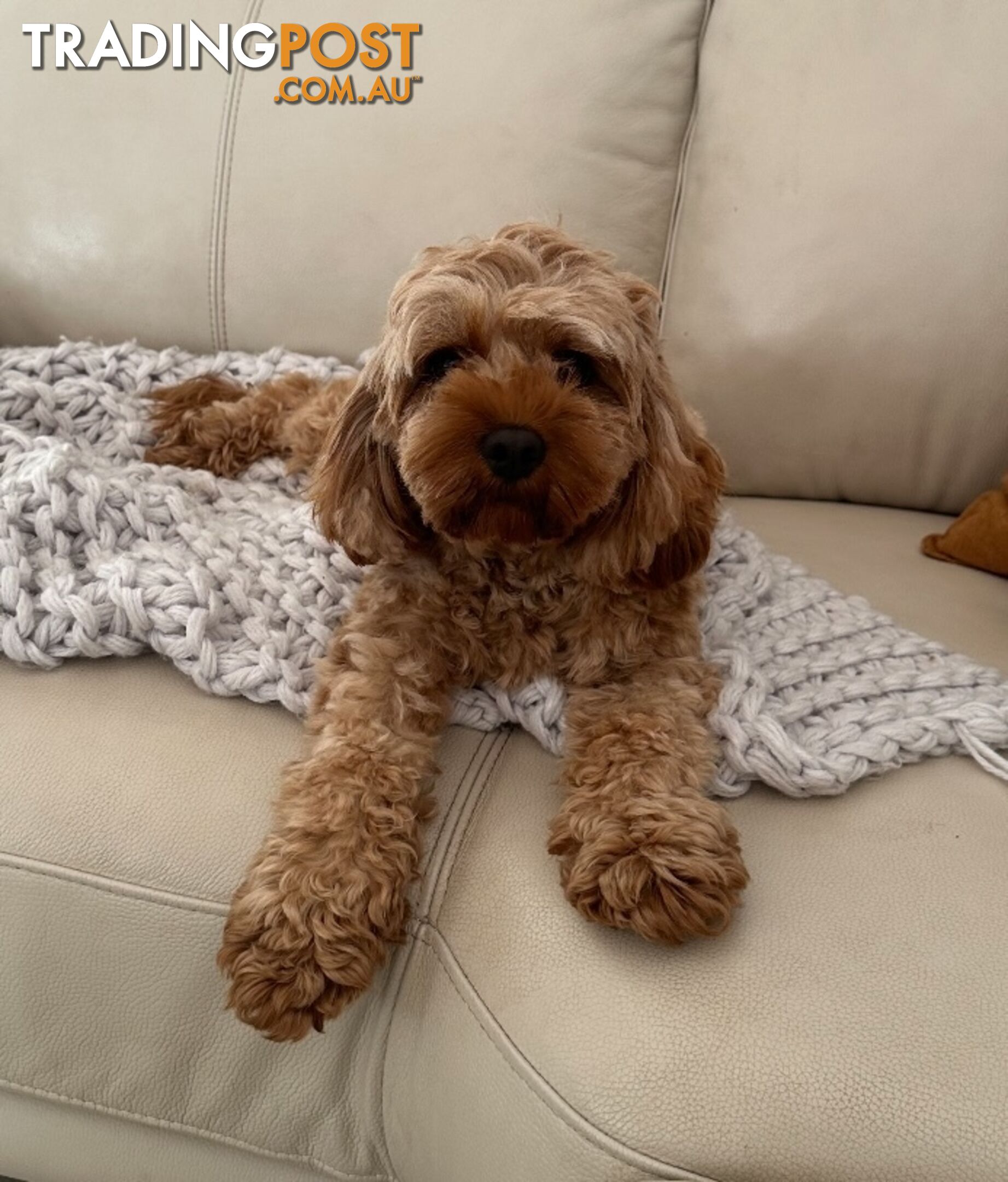 Cavoodle