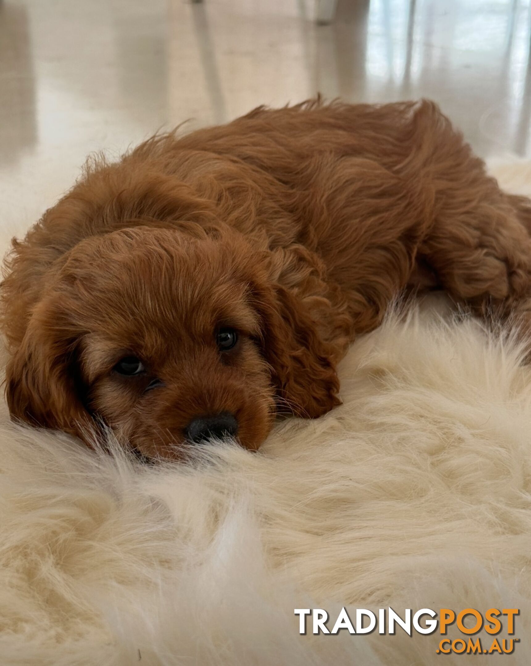 Cavoodle