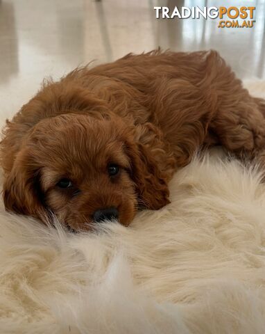 Cavoodle