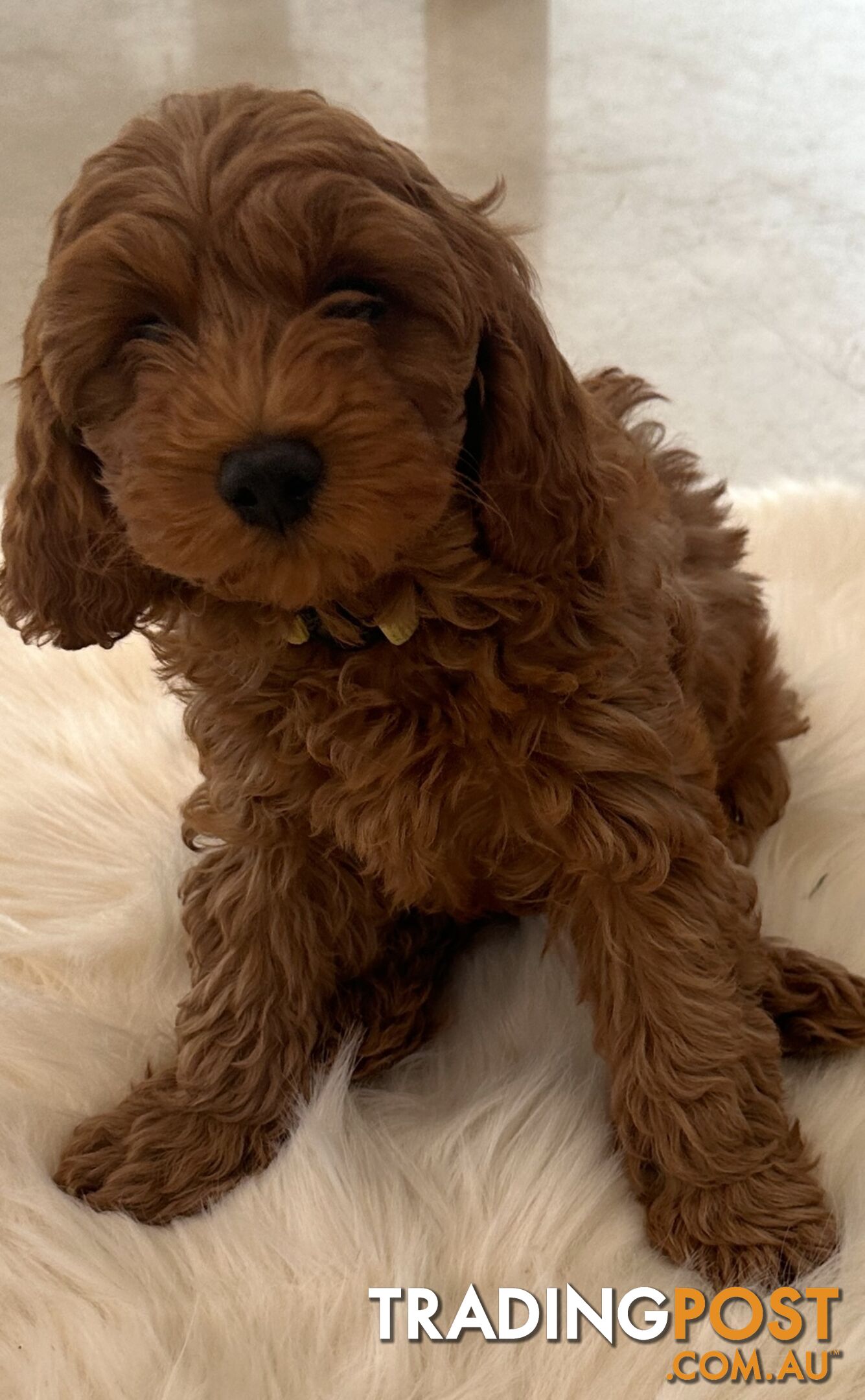 Cavoodle