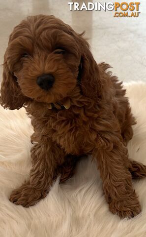 Cavoodle