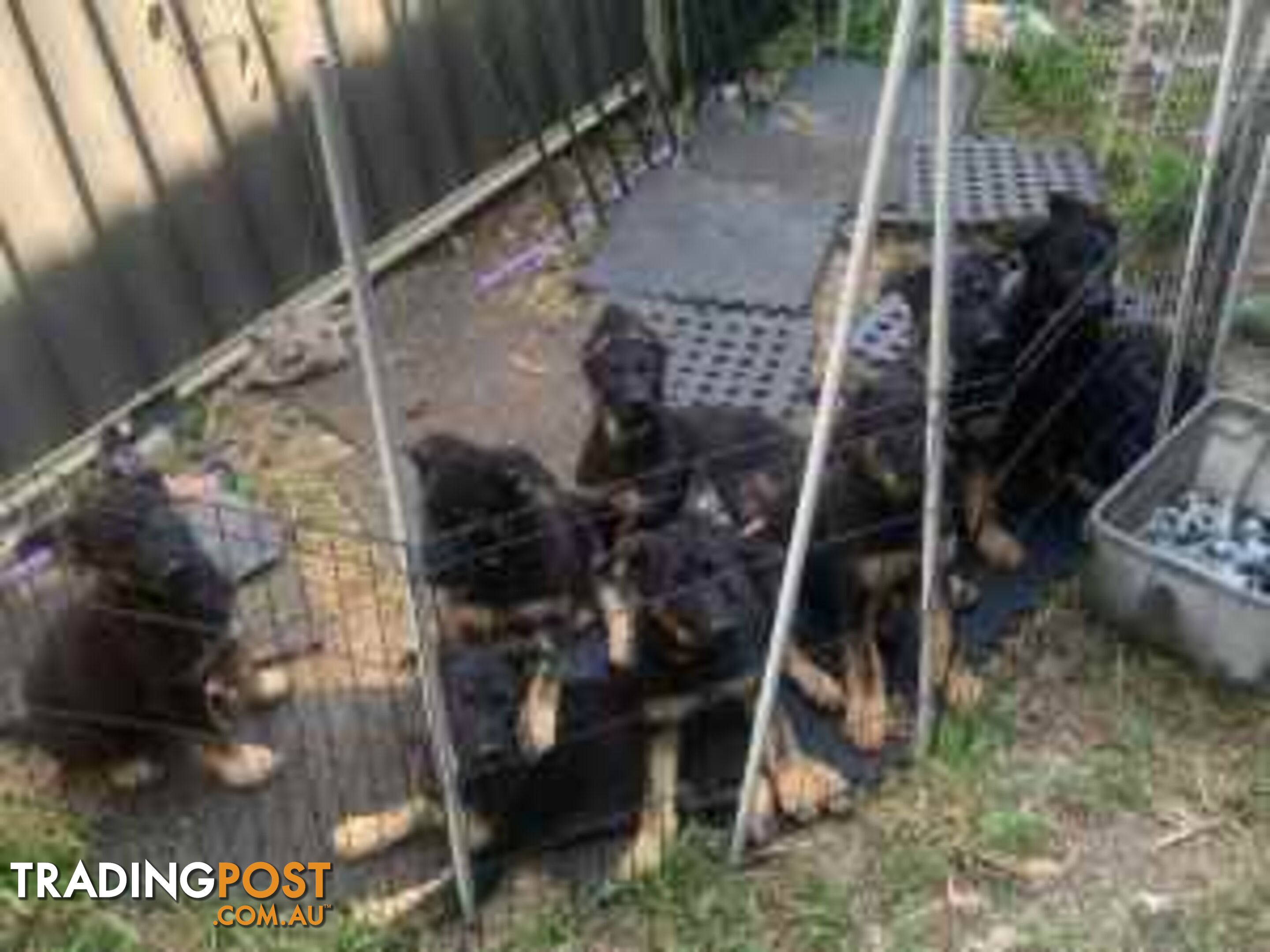 German Shephard Puppies