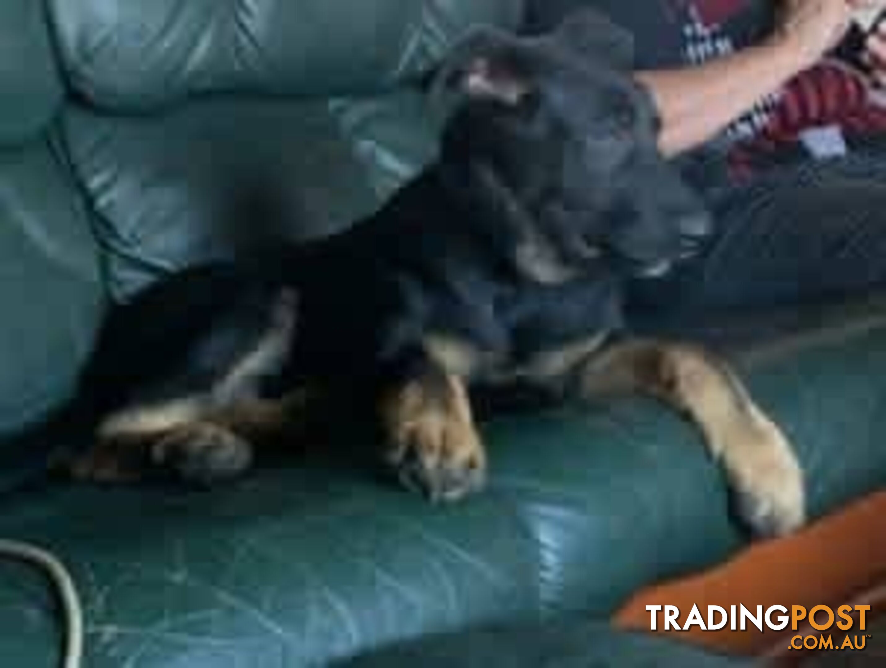 German Shephard Puppies