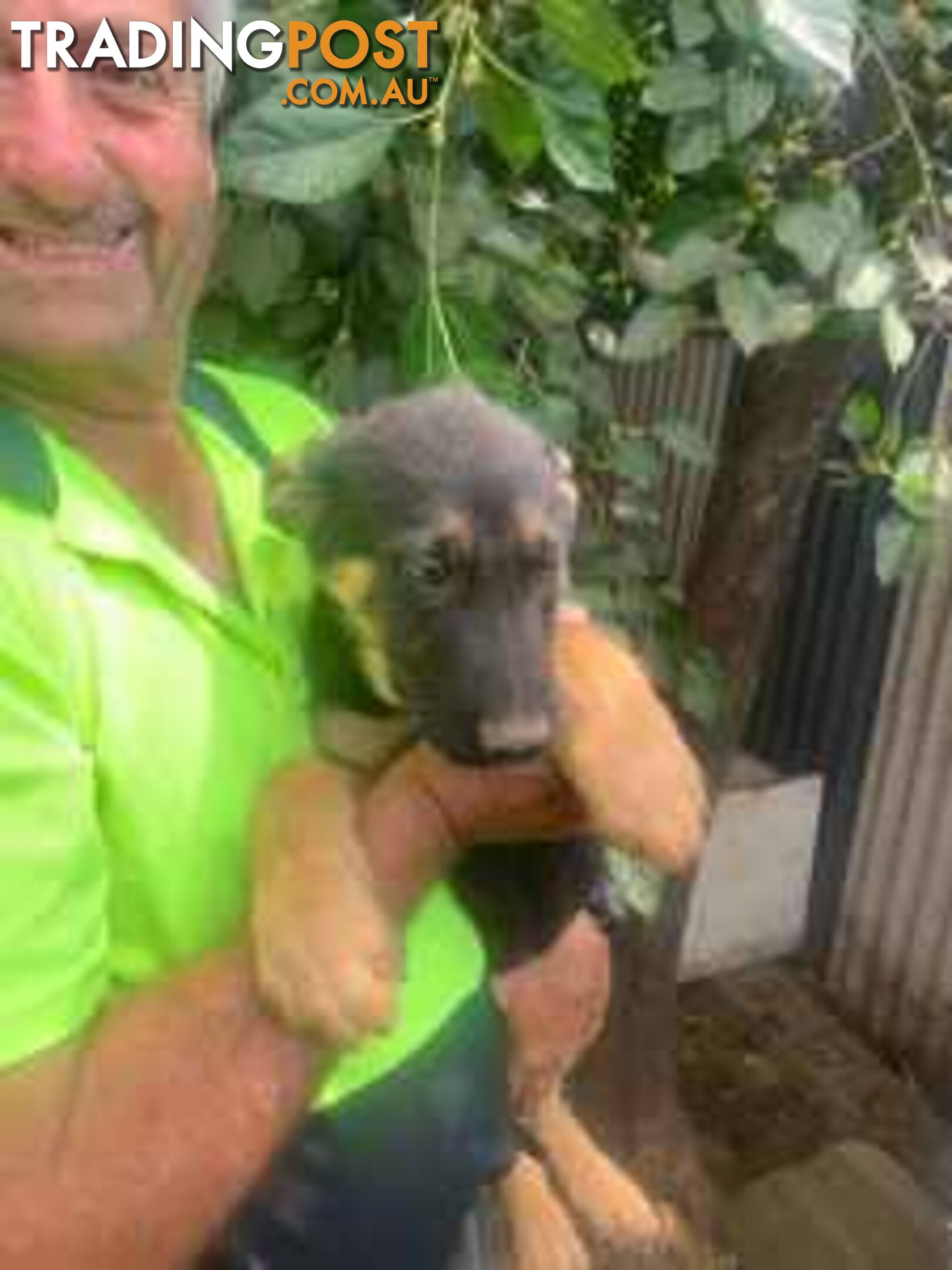 German Shephard Puppies