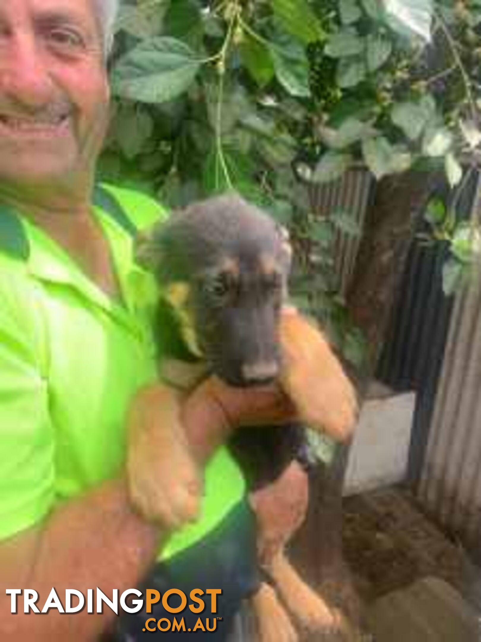 German Shephard Puppies