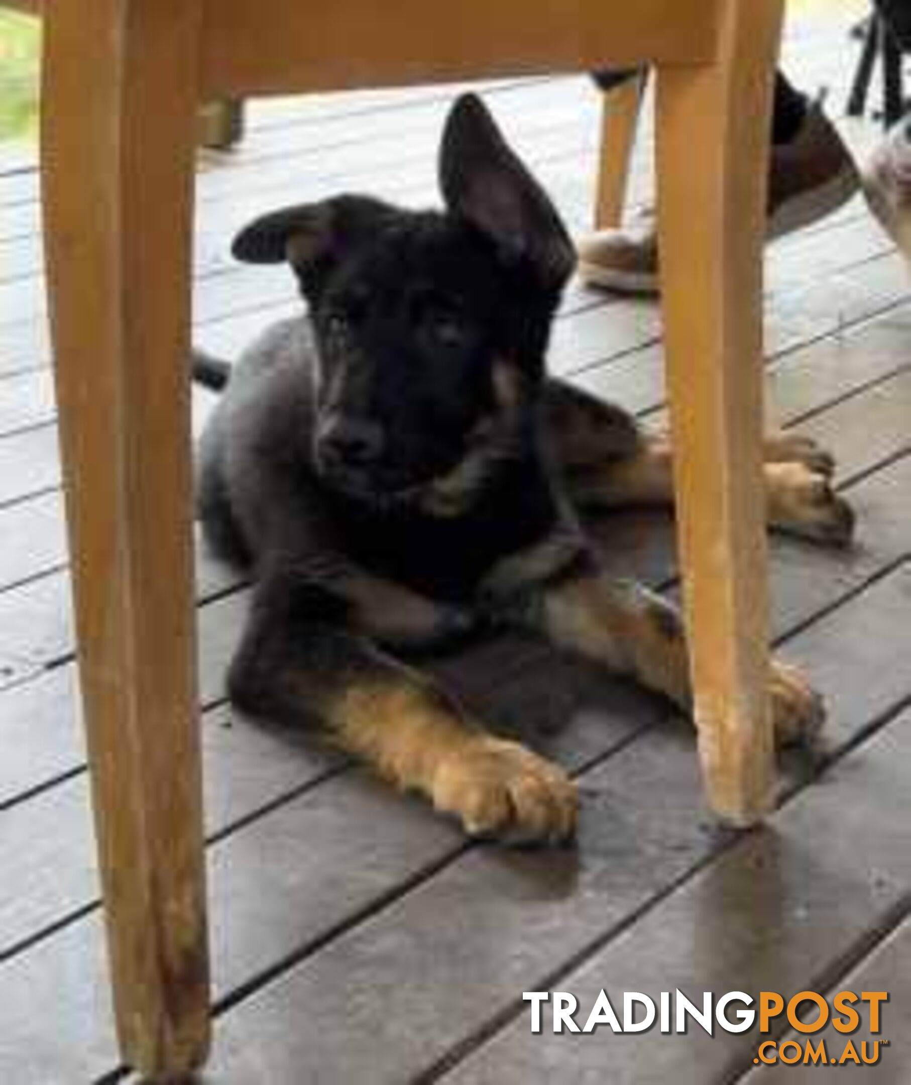 German Shephard Puppies